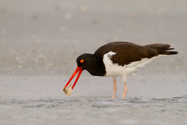 Amerikanischer Austernfischer Haematopus palliatus American Oystercatcher